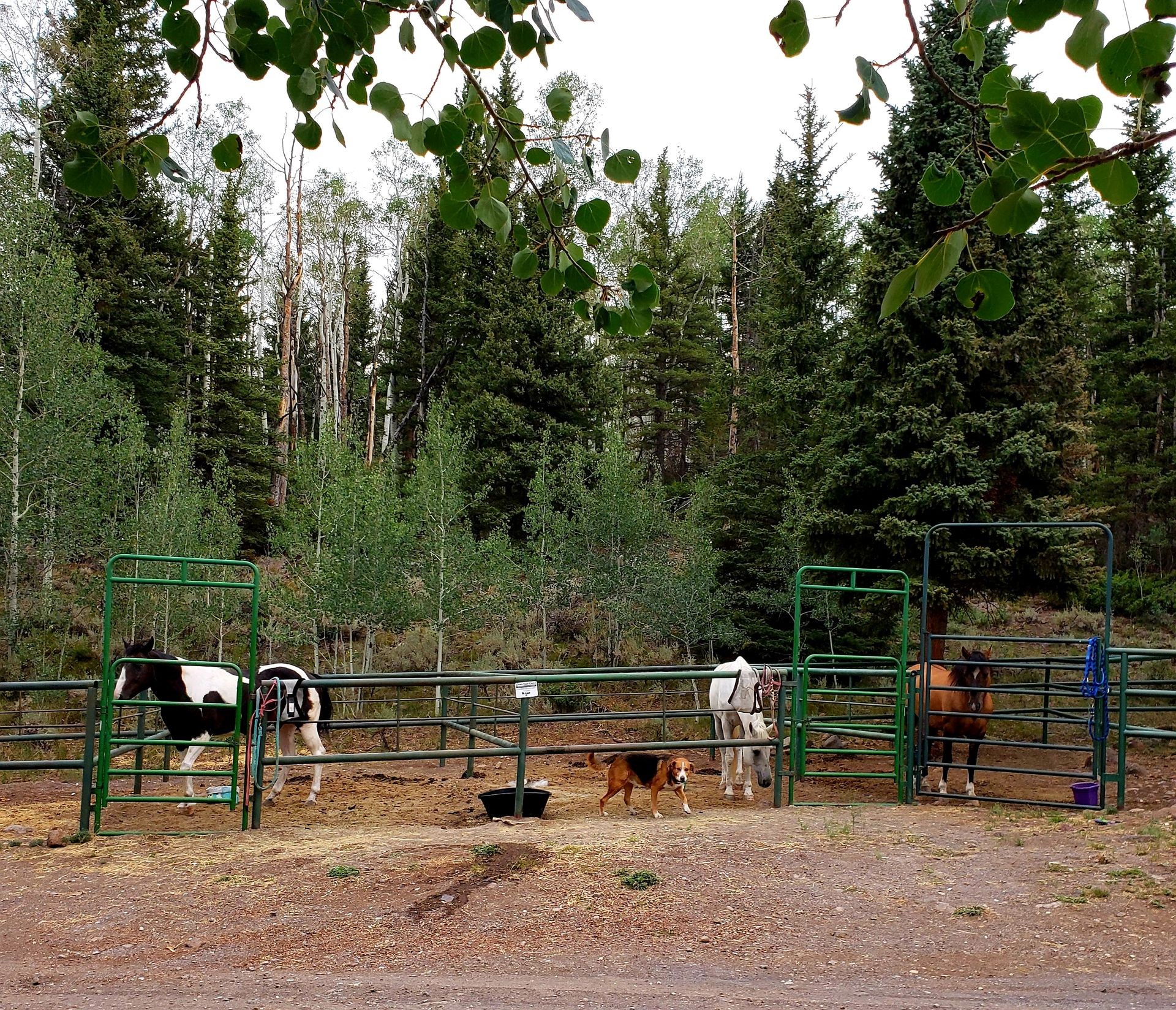 Camping with horses *Temporarily on hold, sorry for the inconvenience*