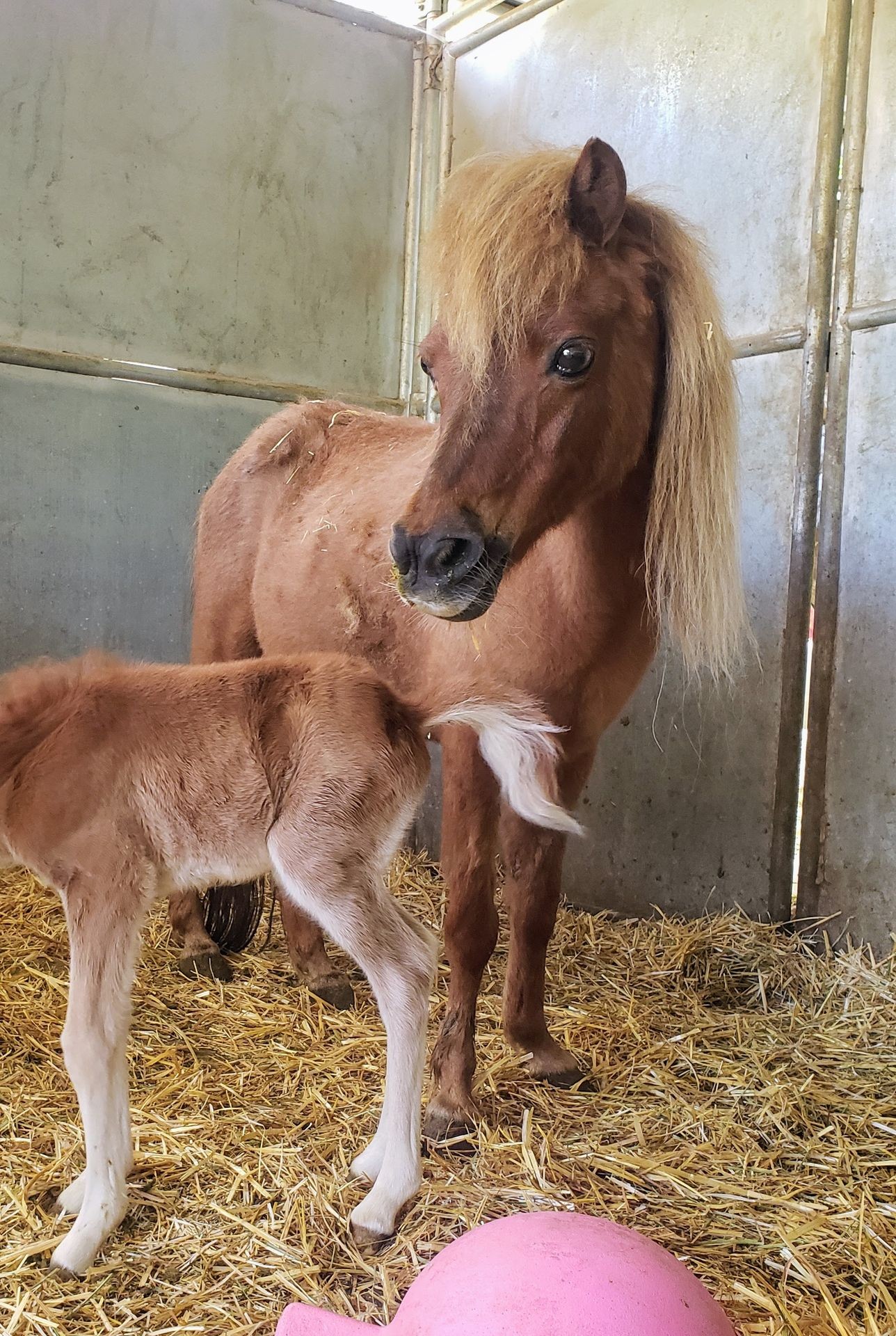 Bella mini horse