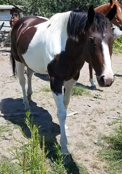 Cocoa paint horse