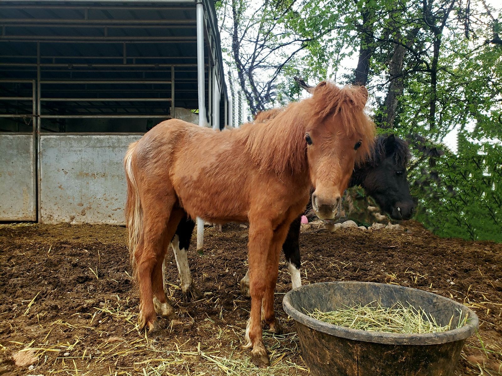 Moose Mini horse