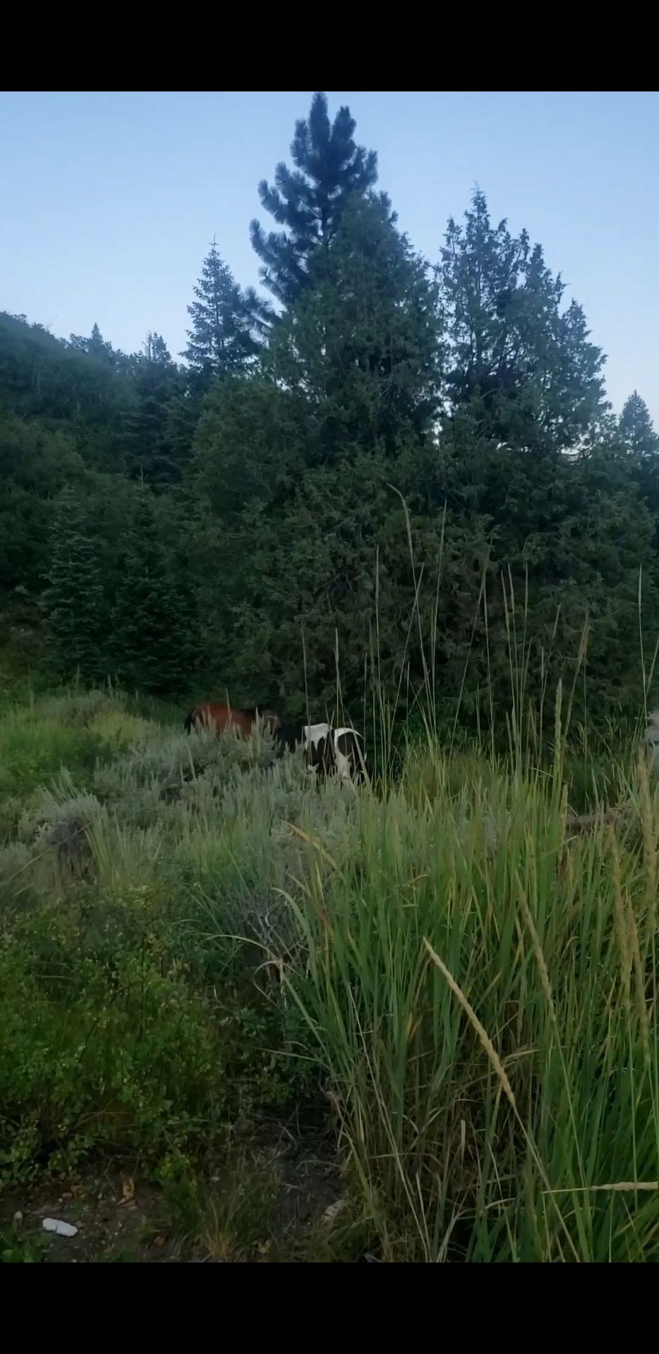 Horses camping