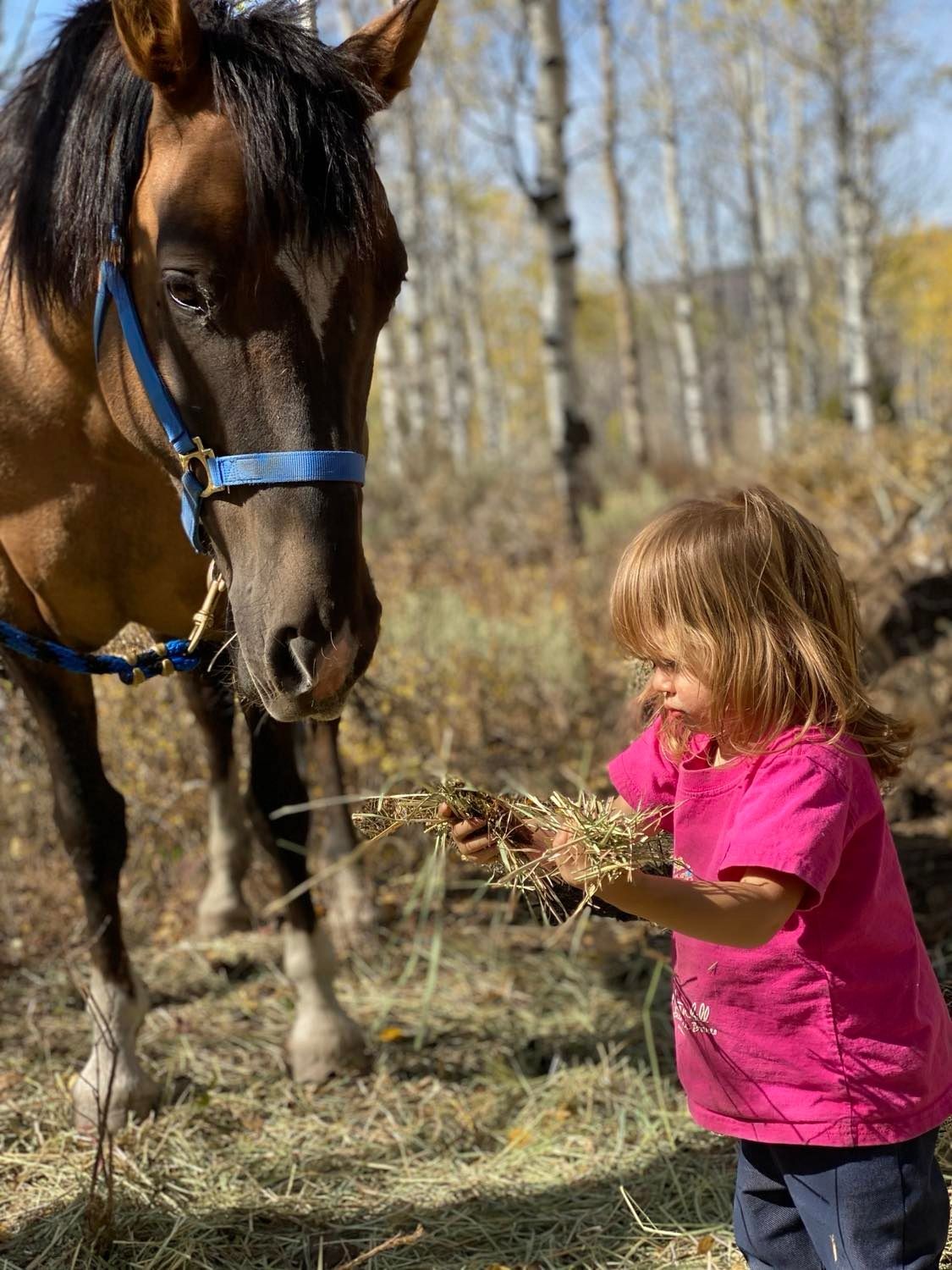 Child feeding hay to a horse in a wooded area on a sunny day.